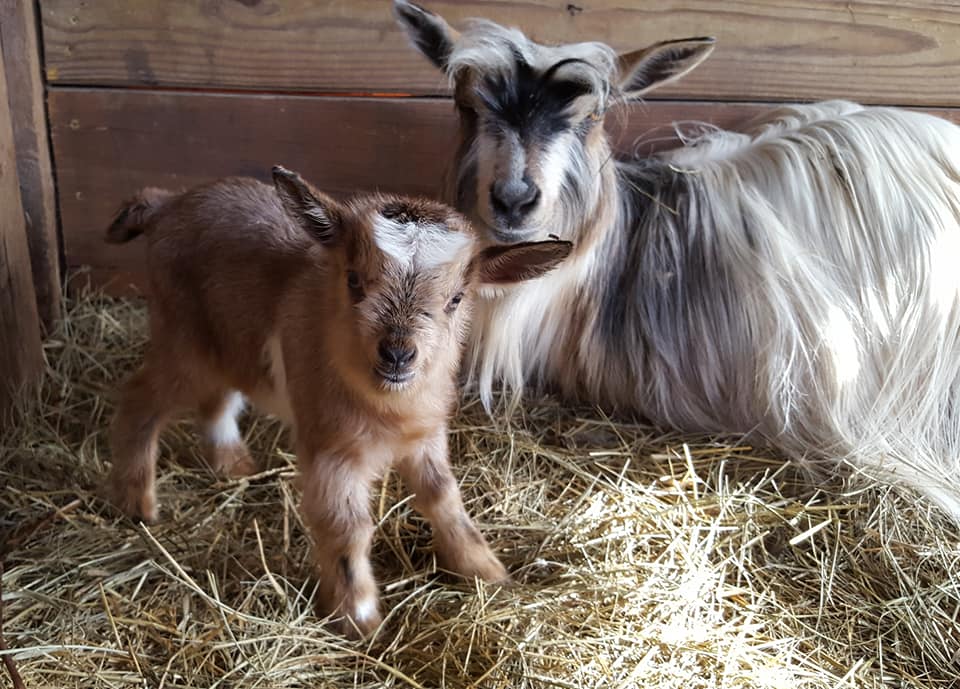 Bear Creek Farm - Mini Silky Fainting Goats - Welcome to Bear Creek Farm